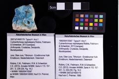 Foto (Objket + Etiketten) von Culmenformosa nephelepera (Robins, Feldmann & Schweitzer, 2013) 